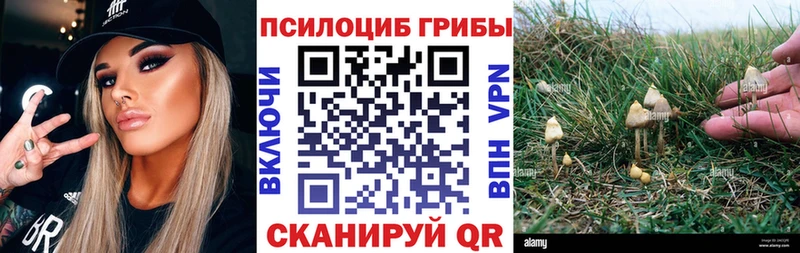 где найти наркотики  Сасово  Галлюциногенные грибы Cubensis 